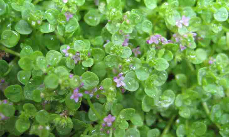 Mint – a fragrant lawn